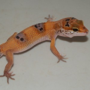 Hembra Bell Tangerine Enigma