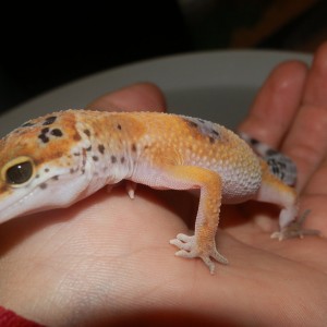 Hembra Bell Tangerine Enigma