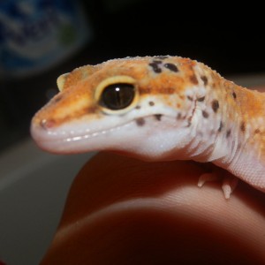 Hembra Tangerine Enigma