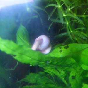 Triturus dobrogicus comiendo "Lumbricus nudus"