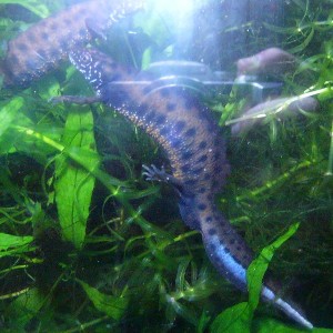 Triturus dobrogicus