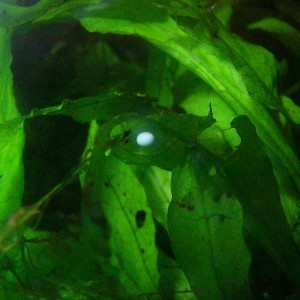 Huevo de T.dobrogicus