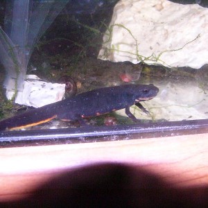 Hypselotriton orientalis, macho joven.