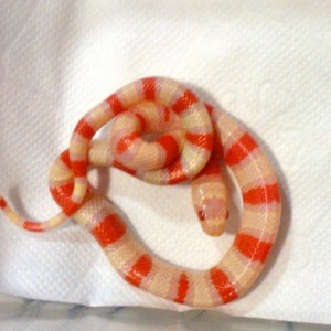 alterna blair x ruth albina