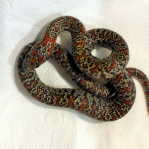 Mexicana granite hembra