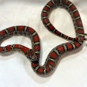 Mexicana granite macho