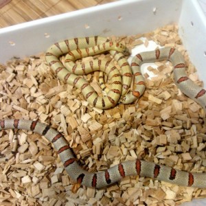 Thayeris leonis Grey+lemon 2