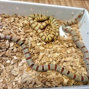 Thayeris leonis Grey+lemon