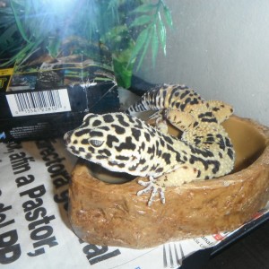 Mi gecka fase nominal