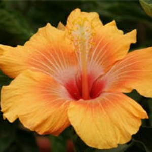 Flor hibiscus2
