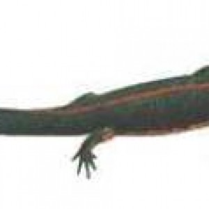 triton de vientre de fuego