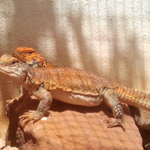 Acanthinura pareja 01