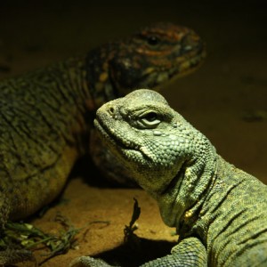 Acanthinura pareja 03