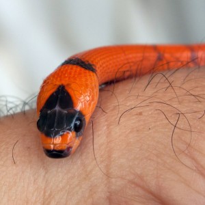 Hondurensis Extrem Hypo