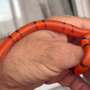 Hondurensis Extrem Hypo