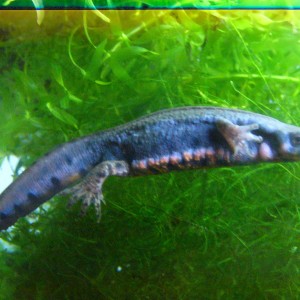 Cynops pyrrhogaster sasayamae