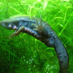 Cynops pyrrhogaster sasayamae