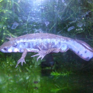 Cynops pyrrhogaster sasayamae