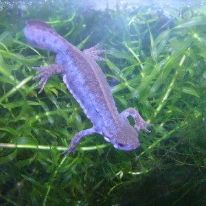 Cynops pyrrhogaster sasayamae