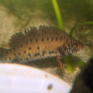 Triturus dobrogicus (macho)