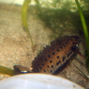 Triturus dobrogicus (macho)