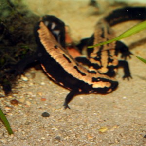 Laotriton laoensis