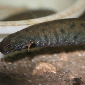 Triturus dobrogicus (hembra)