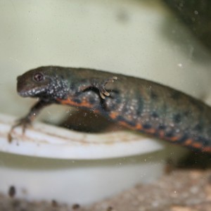 Triturus dobrogicus (hembra)