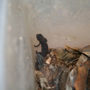 Cynops ensicauda popei