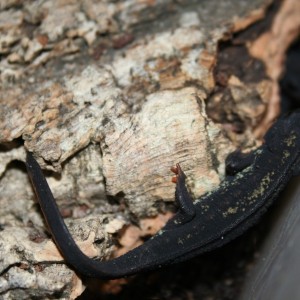 Cynops ensicauda popei