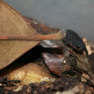 Cynops ensicauda popei