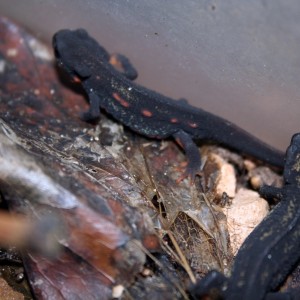 Cynops ensicauda popei