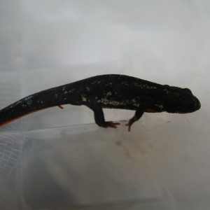 Cynops ensicauda popei