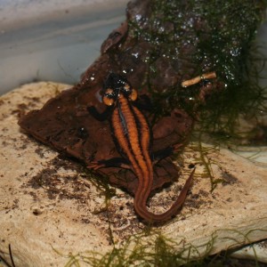 Tylototriton kweichowensis