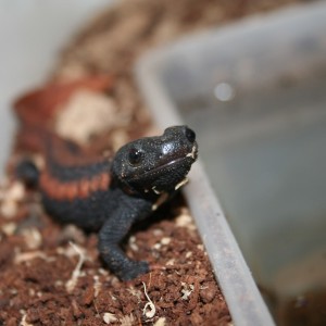 Tylototriton kweichowensis