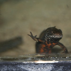 Triturus dobrogicus