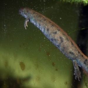 Triturus dobrogicus