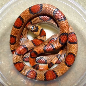 Thayeri King X Nelson's Milk