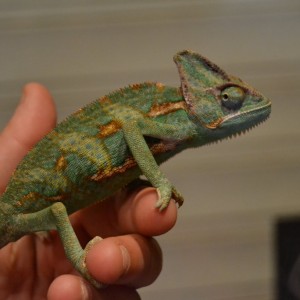 Stewie, mi calyptratus