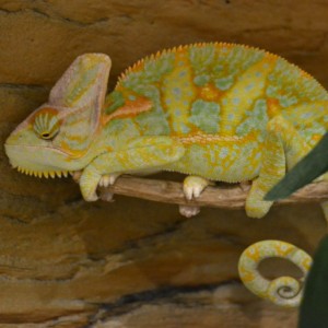 61 Durmiendo color precioso