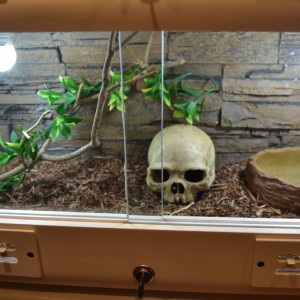 30 Terrario serpiente