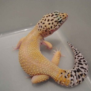 2creamsickle (MS,SH)Het Bell, H