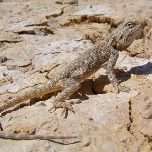 agama trapelus