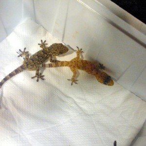 salamanquesa normal e hipo