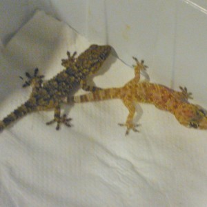 salamanquesa normal e hipo