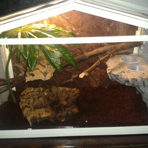 Mini terrario ciliatus