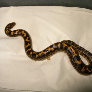 Eryx colubrinus, macho