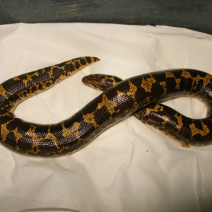 Eryx colubrinus, hembra