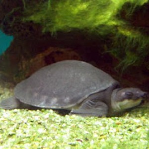 Tortuga de nariz de cerdo[1]