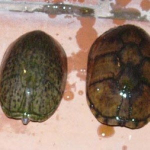 sternotherusodoratus9